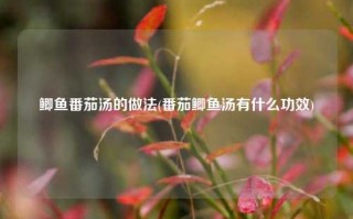 鲫鱼番茄汤的做法(番茄鲫鱼汤有什么功效)
