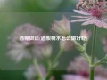 酒糖做法(酒酿糖水怎么做好吃)